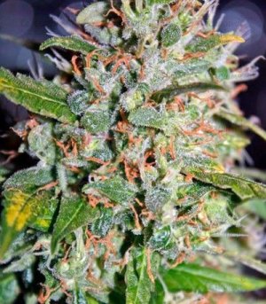 jack_herer.jpg