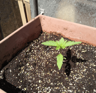 1596390093307.png