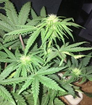 Auto_Cream_Caramel.jpg