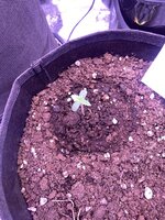 IMG_4599.jpeg