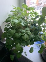 IMG_9516.jpeg