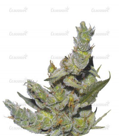 sort_Sterling_Haze_Nirvana_Seeds__XTziLyFcCw3X5hRU.jpg