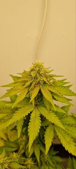 IMG_1161.jpeg