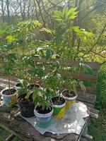 IMG_20260430_094121.jpg