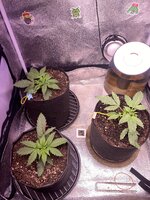 IMG_6875.jpeg