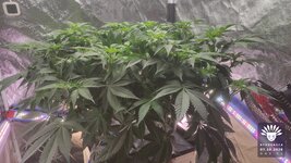 2026-10-07_aya-01_veg-w07d51_canopy_02.jpg