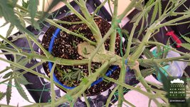 2026-10-09_acid-rain-01_veg-w07d53_setup_02.jpg