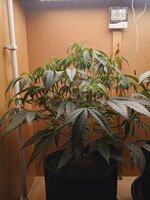 15741.jpg