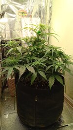 1000135398.jpg