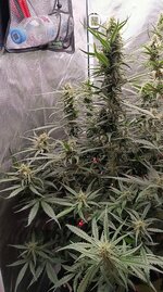 IMG_20261020_162626.jpg
