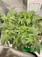 IMG_4853.jpeg