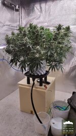 Acid Rain. Автик. Кокос. CannaCoco.