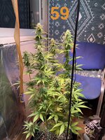 IMG_3315.jpeg
