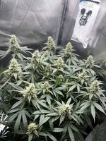IMG_1379.jpeg