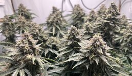 IMG_3165.jpeg
