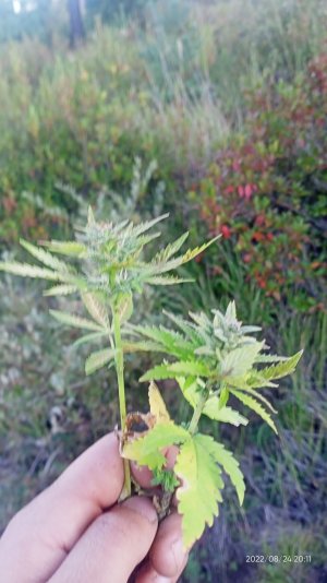 IMG20220824201107.jpg
