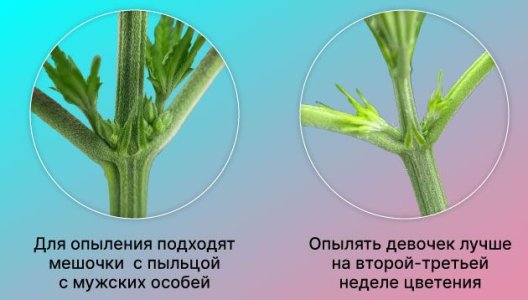 Когда производить опыление конопли
