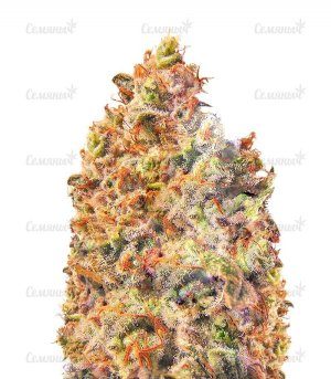 sort_Mind_Cantrol_dr_krippling_seeds__3pVbKNmgU9uv0X7r.jpg sort_Mind_Cantrol_dr_krippling_seeds__3pVbKNmgU9uv0X7r.jpg