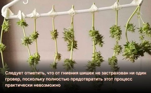 Как предотвратить гниения шишек во время сушки Как предотвратить гниения шишек во время сушки