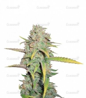 sort_OG_Kush_RQS__qilk3L4tsYUPosXM.jpg