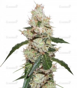sort_Afghan_Kush_X_White_Widow__cZqhd62LkgvMaJvM.jpg