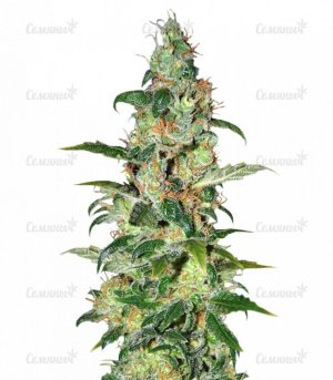 sort_Chronic_Haze__TJEyu0QNj90z7Hi7.jpg sort_Chronic_Haze__TJEyu0QNj90z7Hi7.jpg