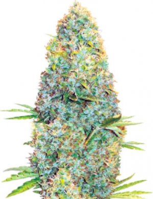 Amnesia Haze.jpg