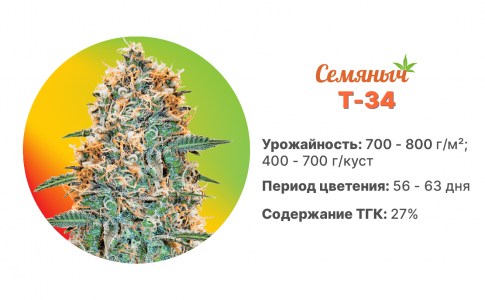T 34