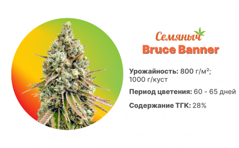 Bruce Banner