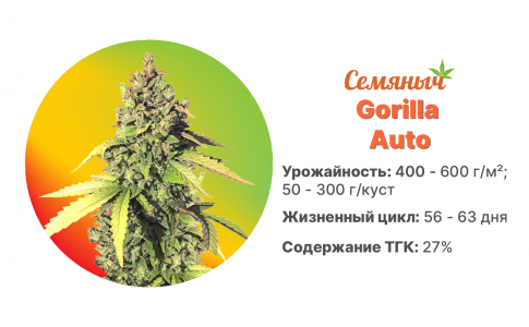 Gorilla Auto