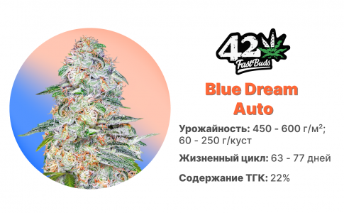 Blue Dream’matic Auto Blue Dream’matic Auto