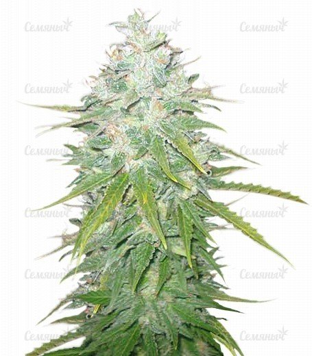 sort_Afghan_Kush_X_Black_Domina__LLQNn4ISWeRhE1TH.jpg sort_Afghan_Kush_X_Black_Domina__LLQNn4ISWeRhE1TH.jpg
