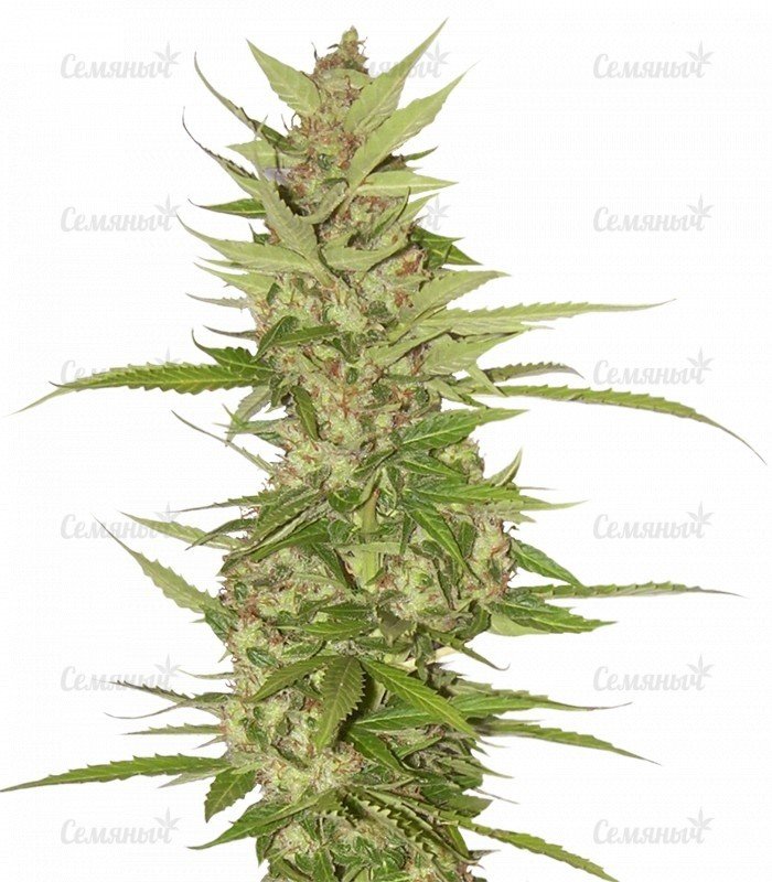 sort_Northern_Lights_x_Big_Bud_Auto__fNMc6ldmhztBCTJT.jpg