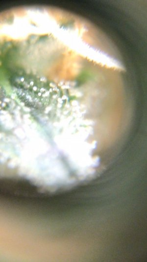 D0862BCF-BECC-436E-B21E-2C16B1BD559E.jpeg