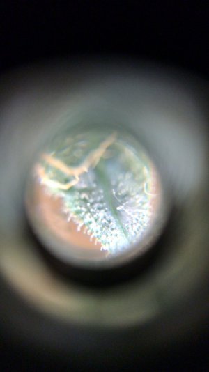 8CE91333-EE4E-48E8-94C4-8AEB1F31E76E.jpeg