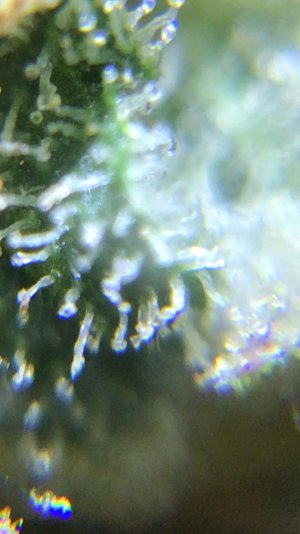 337A9B9D-D805-4EFB-851D-F50C088F08A9.jpeg