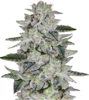sweet valley kush.png sweet valley kush.png