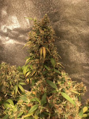 A97E6A86-9485-422B-BA95-2A516FEB3713.jpeg