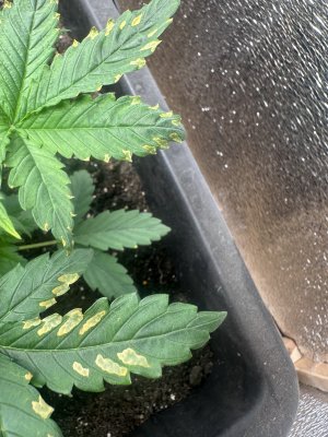 IMG_1091.jpeg